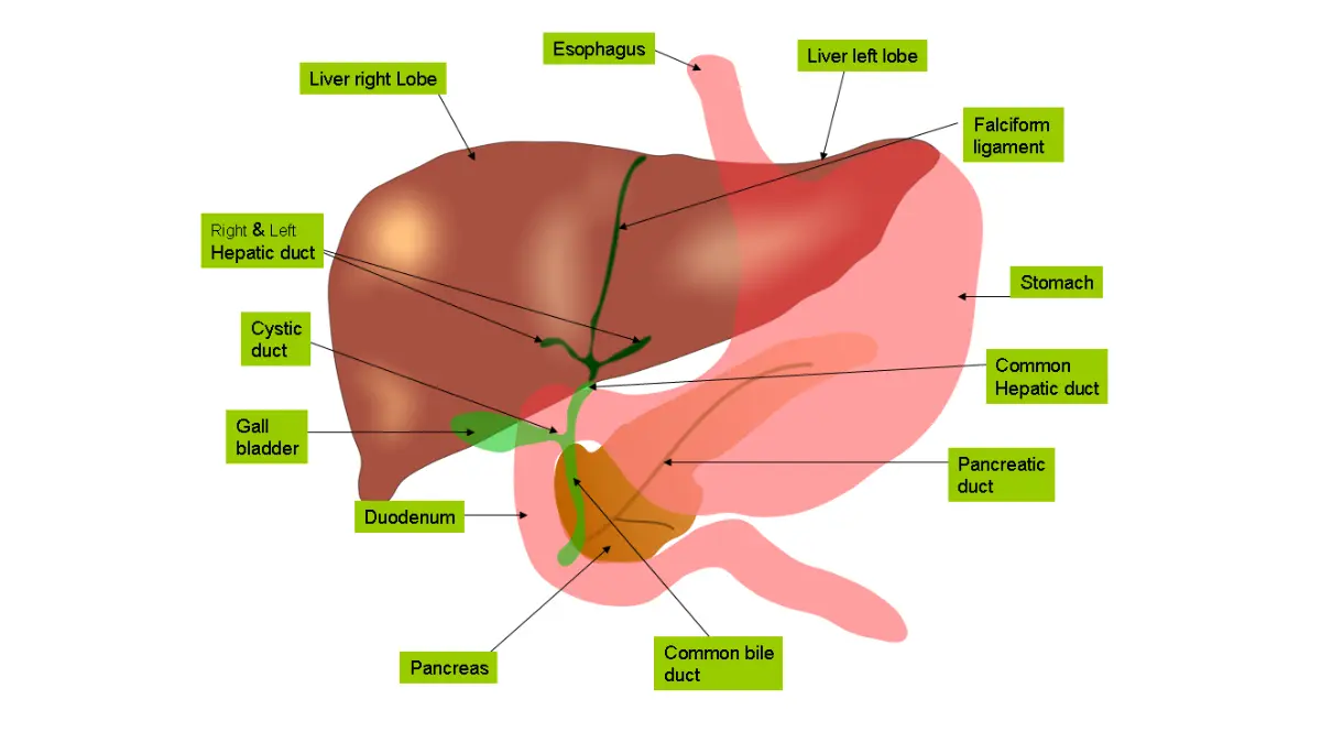 Vector illustration of hepatic anatomy and biliary tracts monitored via CBC vs CMP biomarkers.
