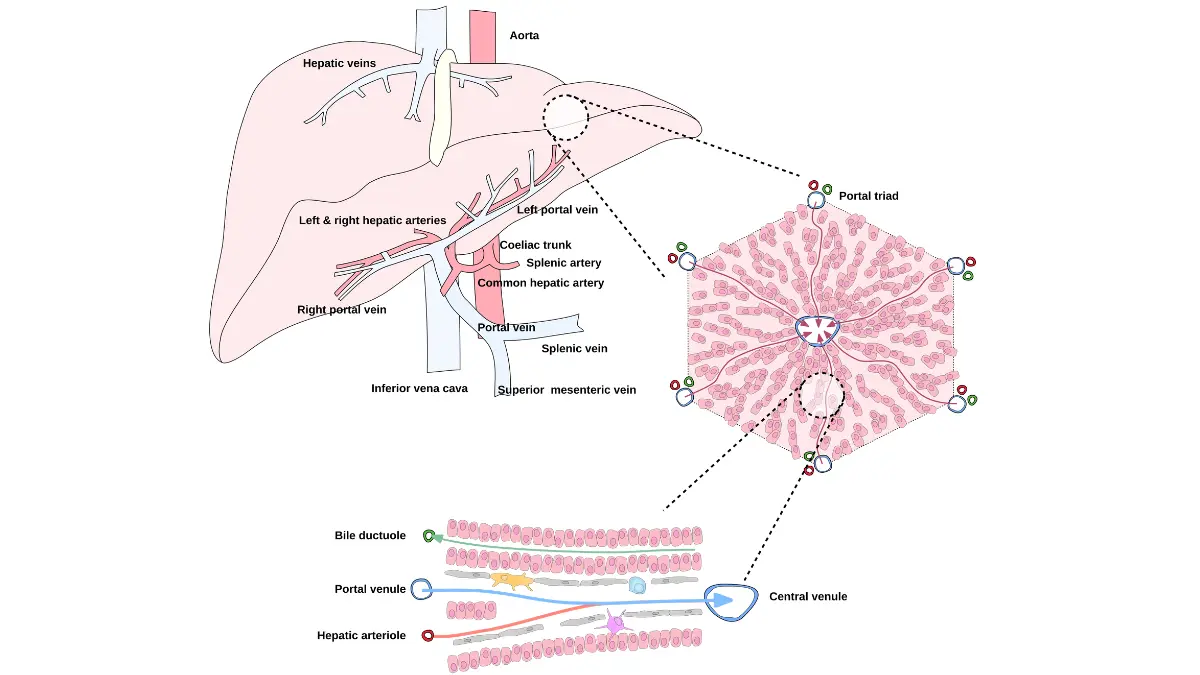A medical vector illustration of human liver vascular anatomy detailing the hepatic portal vein and biliary branches evaluated via hepatic enzymes on a CBC vs CMP panel.
