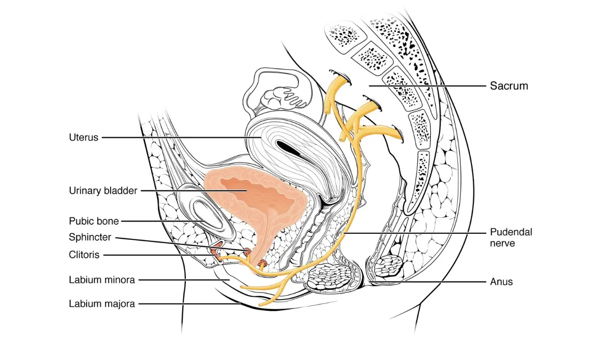 Labeled anatomical chart of the human urinary tract system mapping filtration metrics for CBC vs CMP analysis.