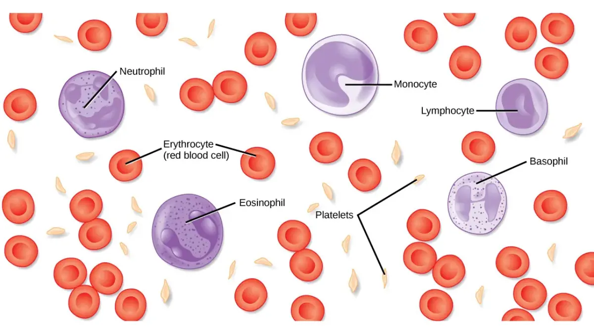 A medical anatomy chart detailing the cellular components of human blood including red cells, platelets, and leukocytes as evaluated in a CBC Differential.