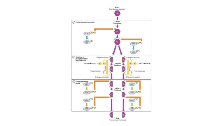A technical biochemical pathway diagram showing glucose breaking down into pyruvate, monitored closely when a patient is on a blood sugar altering medication.