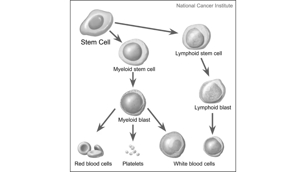 Complex bone marrow lineage chart tracking blood maturation to show why a medical CBC covered by insurance should never be skipped.