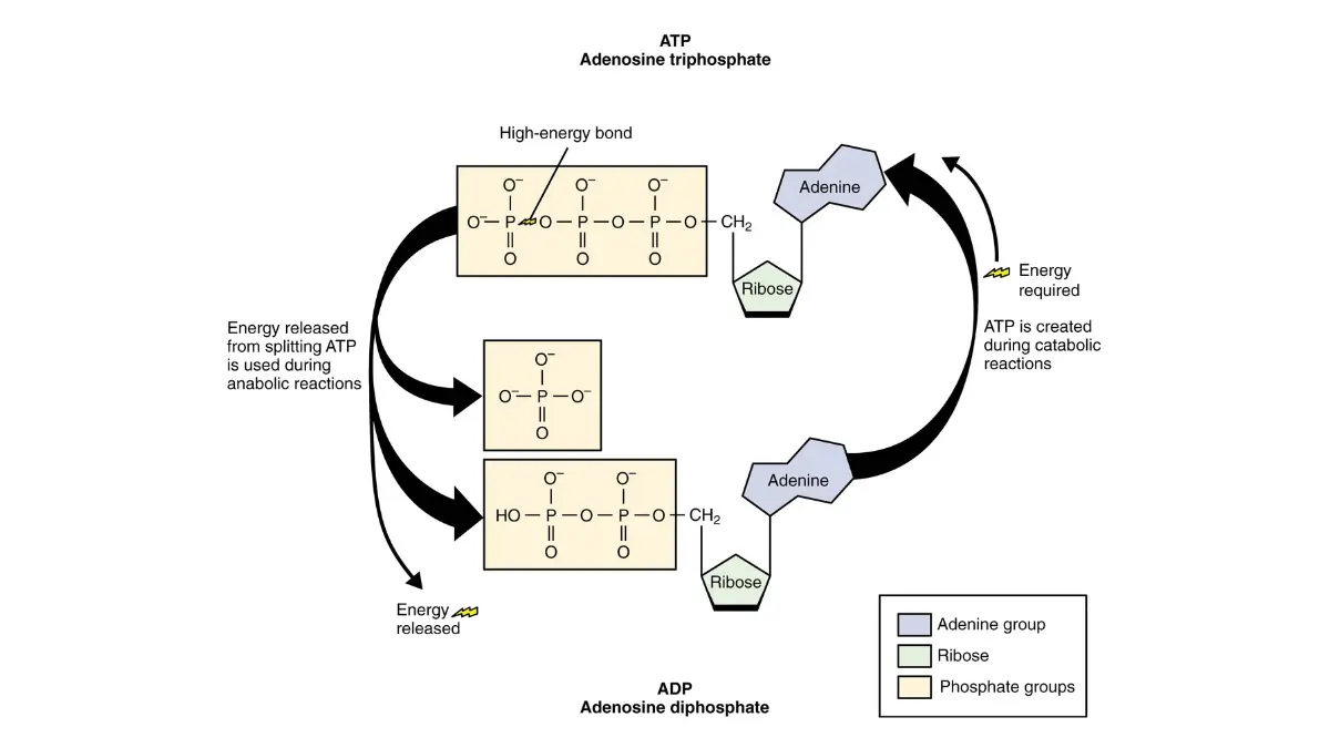 Vector diagram mapping the molecular structure of the Adenosine Triphosphate molecule used to understand how a CMP detect diabetes biomarkers.