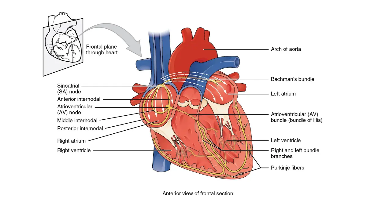 Electrical conduction system diagram of the heart dependent on electrolytes for CMP Before Surgery