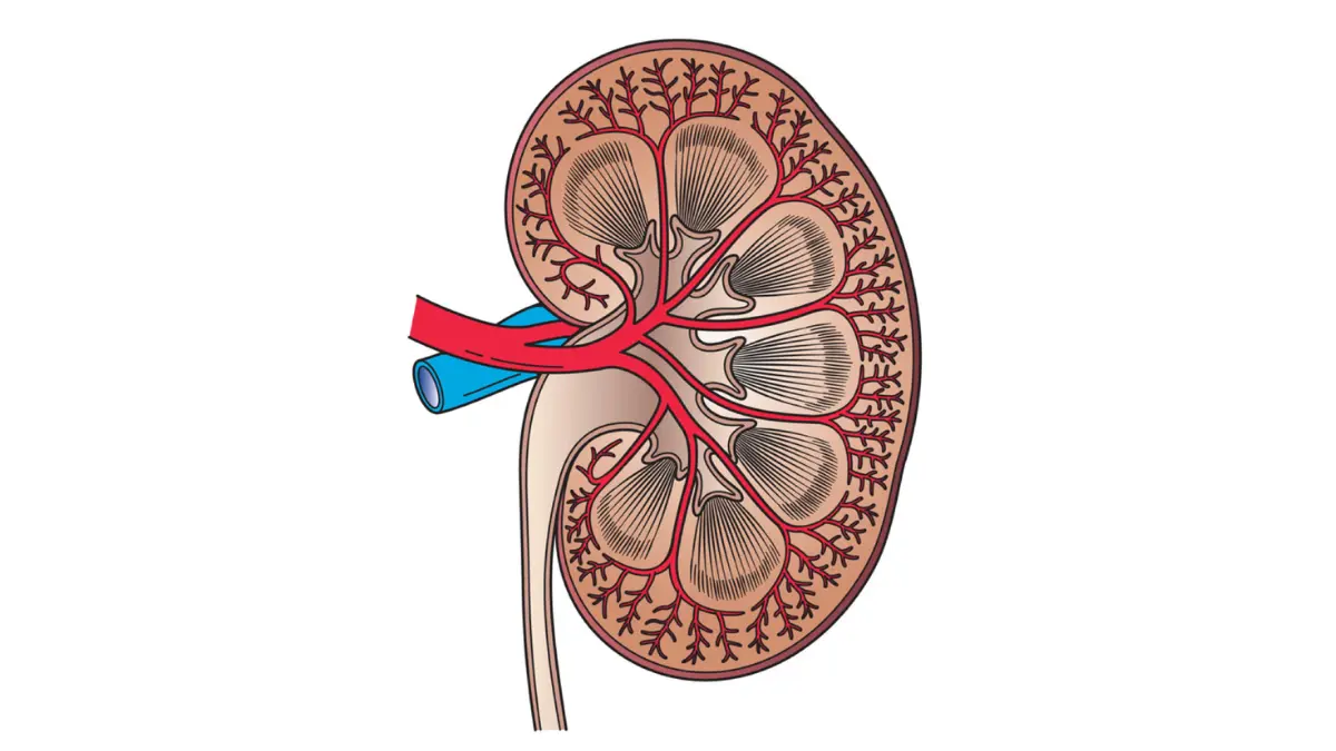 Cross section diagram of human kidney anatomy showing renal filtration for CMP Before Surgery