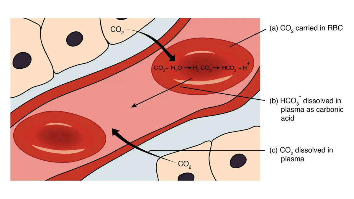 Anatomy vector schematic tracking the chloride shift and bicarbonate ion transport mechanism to explain metabolic balance of CMP electrolytes.