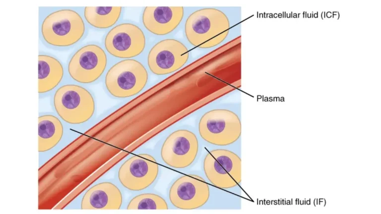 Medical vector diagram illustrating human body fluid compartments, mapping where CMP electrolytes like sodium and potassium balance between intracellular and extracellular blood plasma.