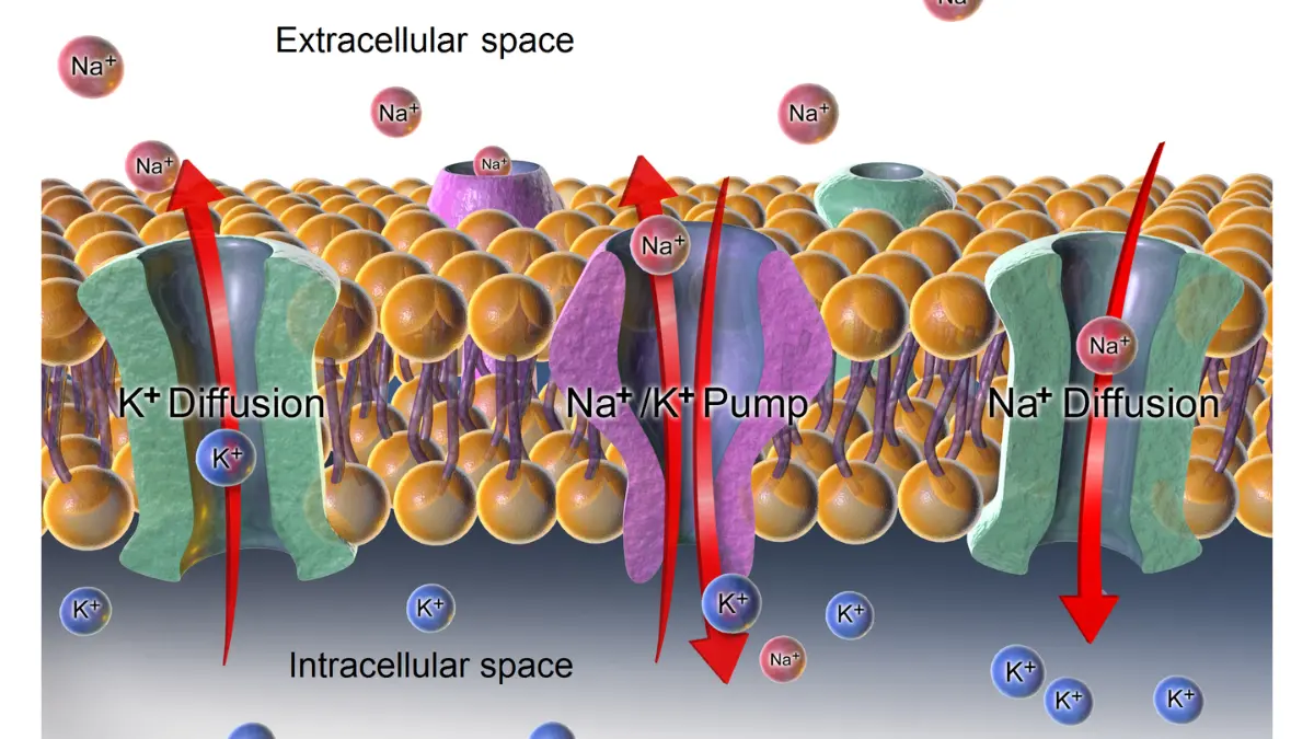 Detailed medical illustration tracking the sodium-potassium exchange pump across cell membranes, explaining intracellular concentration of CMP electrolytes.