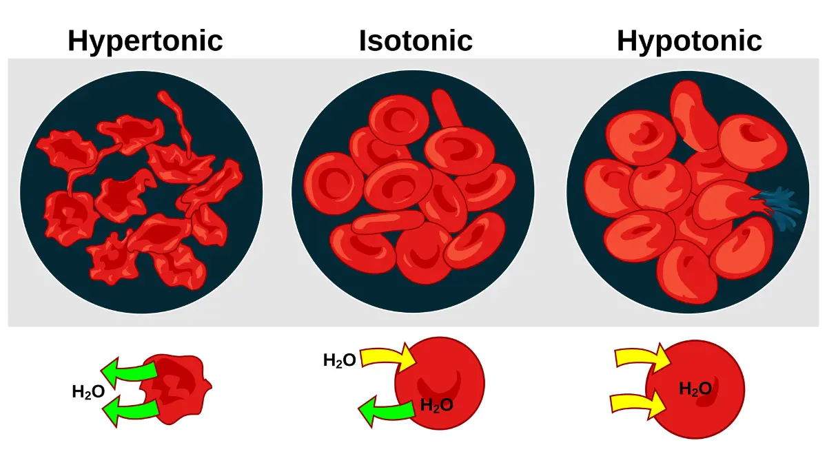 Anatomy vector illustration showing osmotic pressure on red blood cells to explain how abnormal CMP electrolytes concentrations pull water in or out of cells.