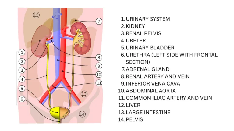 Medical vector illustration showcasing the human urinary system anatomy, illustrating organs involved in processing CMP Kidney Markers.