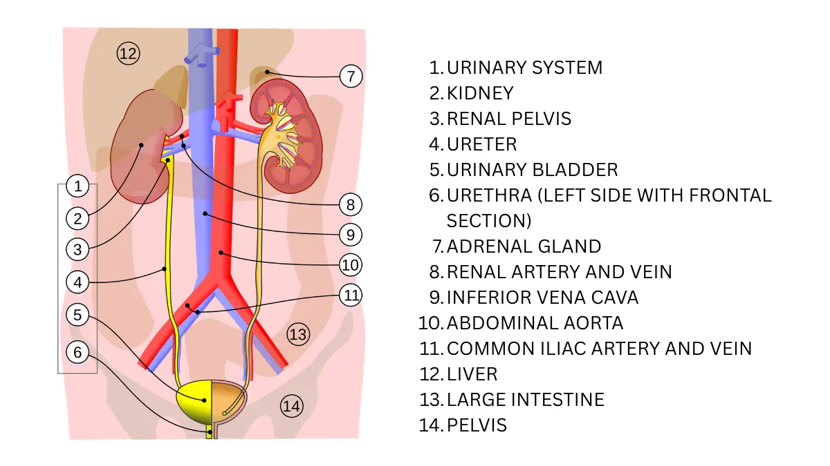 Medical vector illustration showcasing the human urinary system anatomy, illustrating organs involved in processing CMP Kidney Markers.