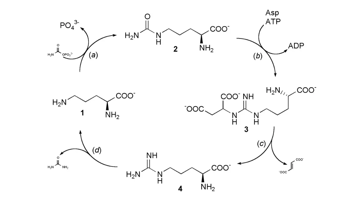Flat vector chart outlining the enzymatic steps of the metabolic urea cycle which yields baseline CMP Kidney Markers.
