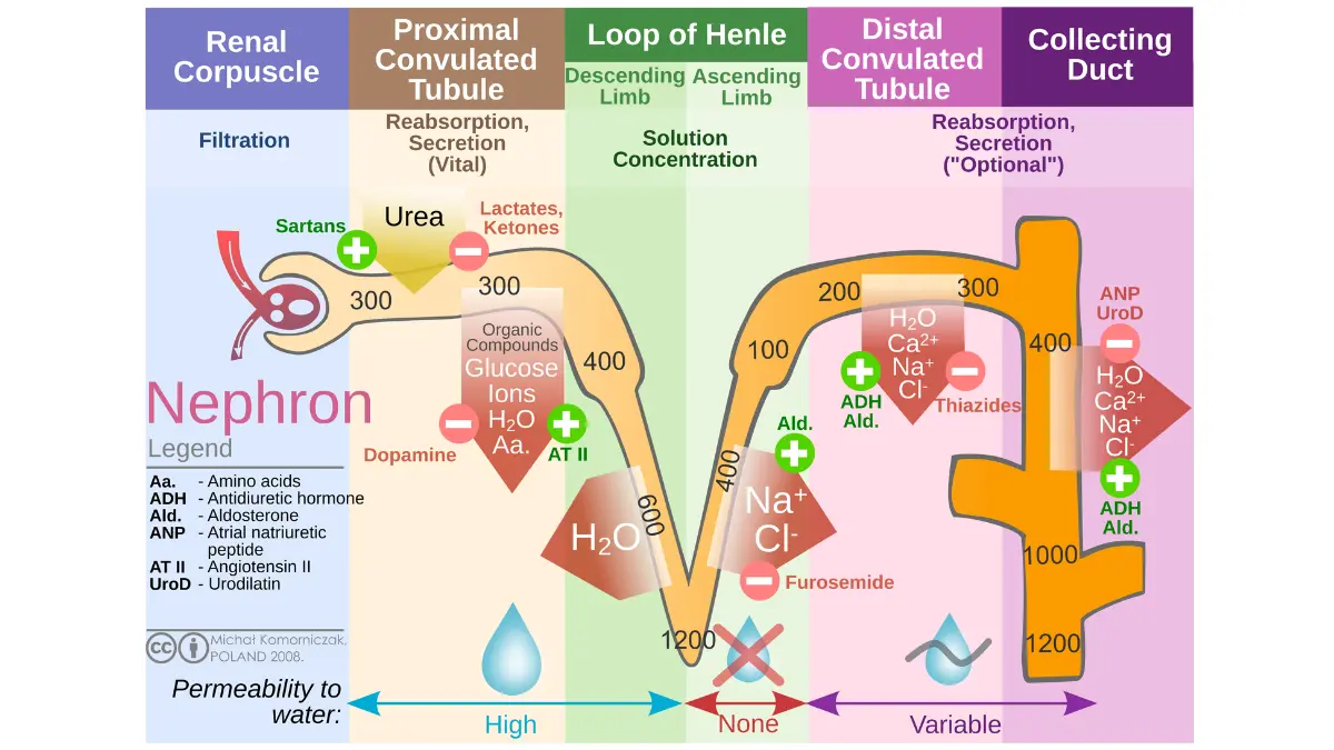 Vector diagram tracking fluid concentrations and solute transport pathways inside a functioning nephron to understand CMP Kidney Markers.