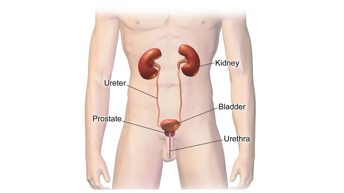Cropped anatomical view of the male urinary tract plumbing system, highlighting spots where structural damage affects CMP Kidney Markers.