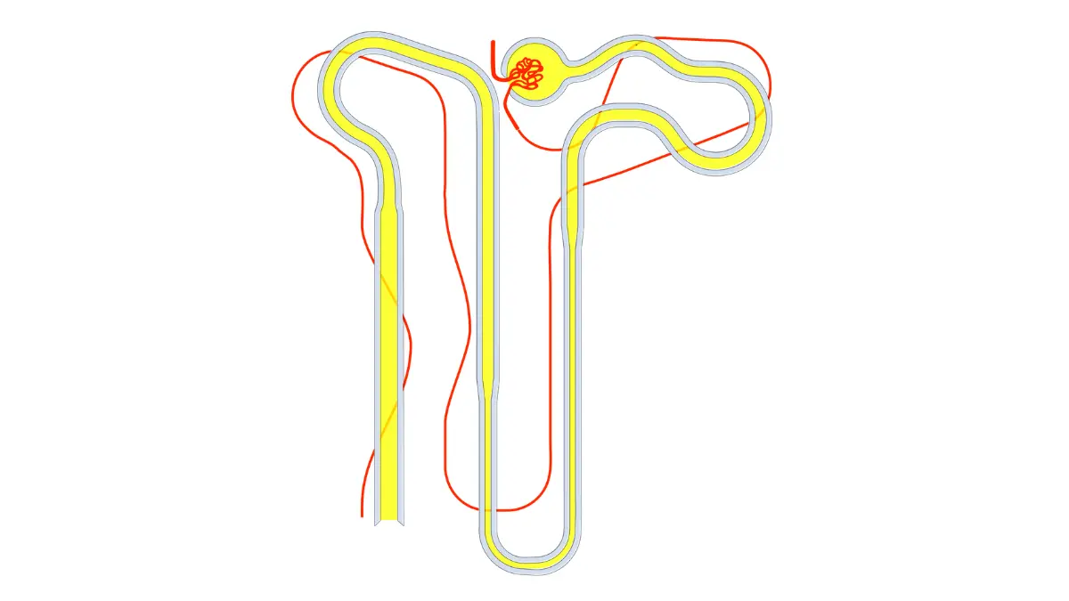 Clear vector diagram of a renal glomerulus and tubule structure, demonstrating how blood filtration rates affect CMP Kidney Markers.