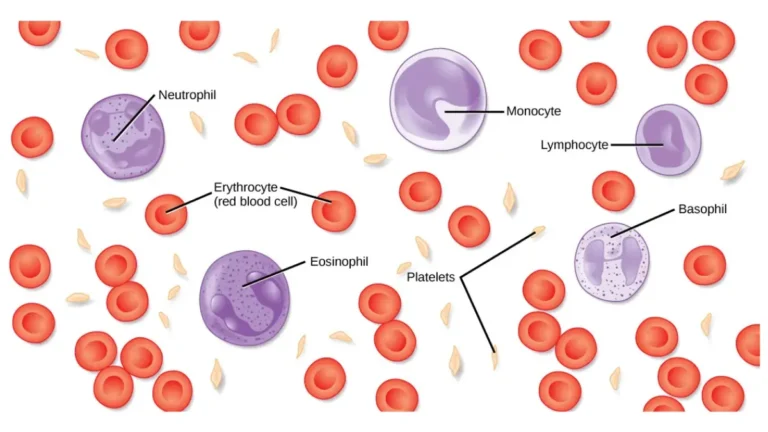 Complete Blood Count overview illustration showing red blood cells, white blood cells, platelets, and plasma in human blood.