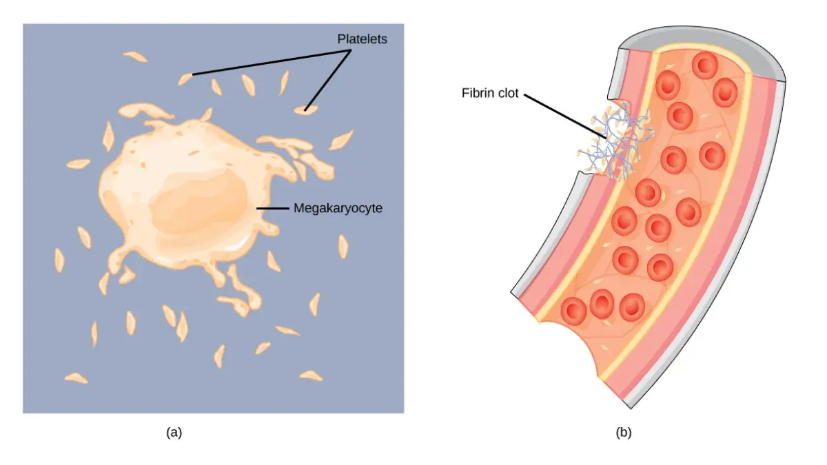 Complete Blood Count platelet plug and clotting illustration explaining platelet function and bleeding risk.