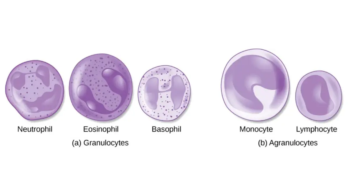 Complete Blood Count white blood cells differential illustration showing leukocyte types such as neutrophils and lymphocytes.