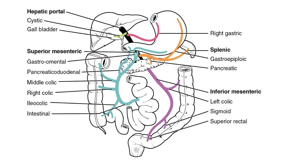 Comprehensive Metabolic hepatic portal system illustration showing blood flow to the liver for nutrient and waste processing.