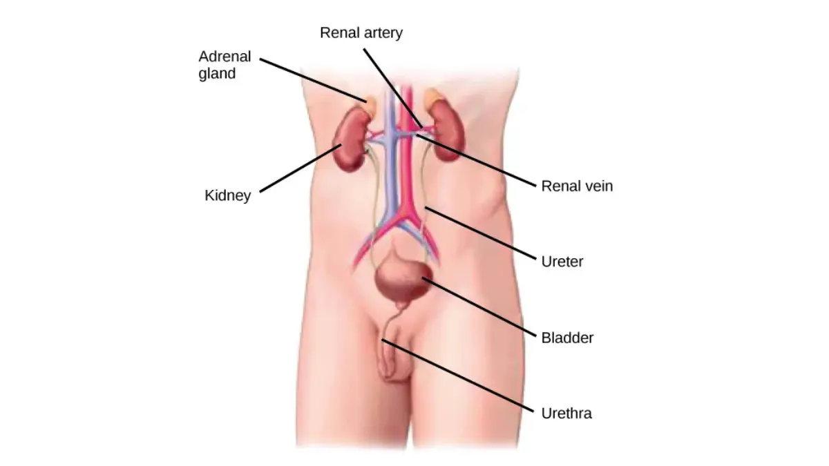 Comprehensive Metabolic kidney anatomy illustration showing the kidneys in relation to waste removal and fluid balance.