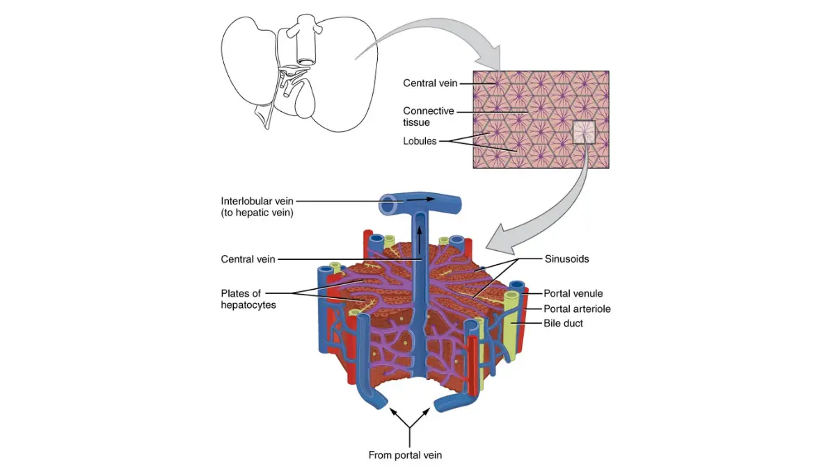 Comprehensive Metabolic liver anatomy illustration showing microscopic liver structure relevant to ALT AST ALP and bilirubin.