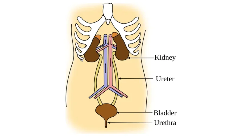 Comprehensive Metabolic urinary system anatomy vector showing kidneys, ureters, bladder, and urethra.