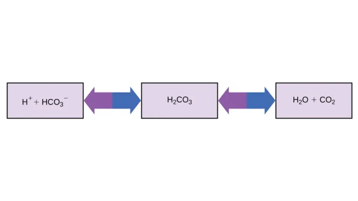 Interdisciplinary chemical flowchart illustrating the bicarbonate buffer system used by the lungs and kidneys to steady Critical CMP Values for CO2.