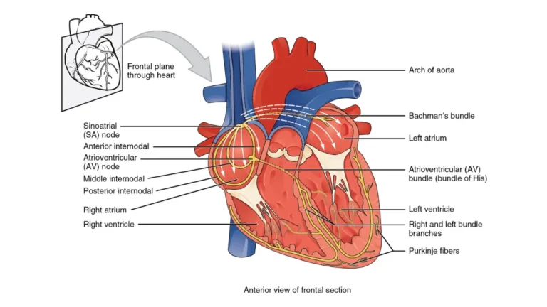 Anatomy vector diagram detailing the heart's electrical system and the risk of fatal arrhythmias caused by out-of-range Critical CMP Values.