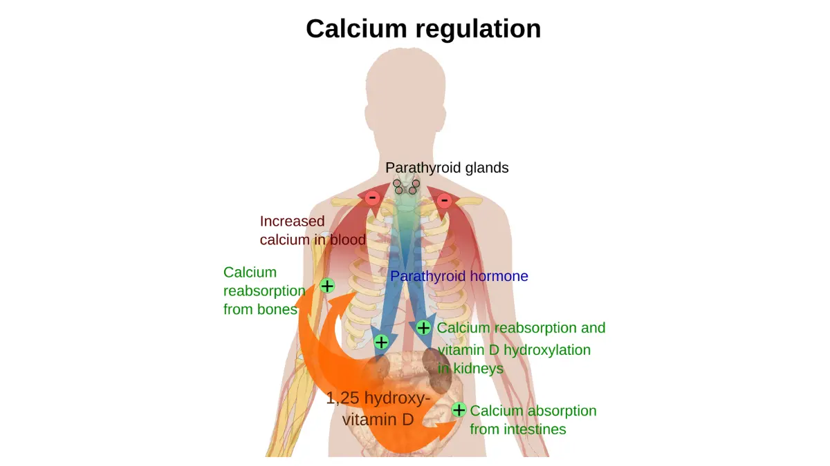 Endocrine system flowchart demonstrating blood calcium homeostasis for a CMP Normal Range.