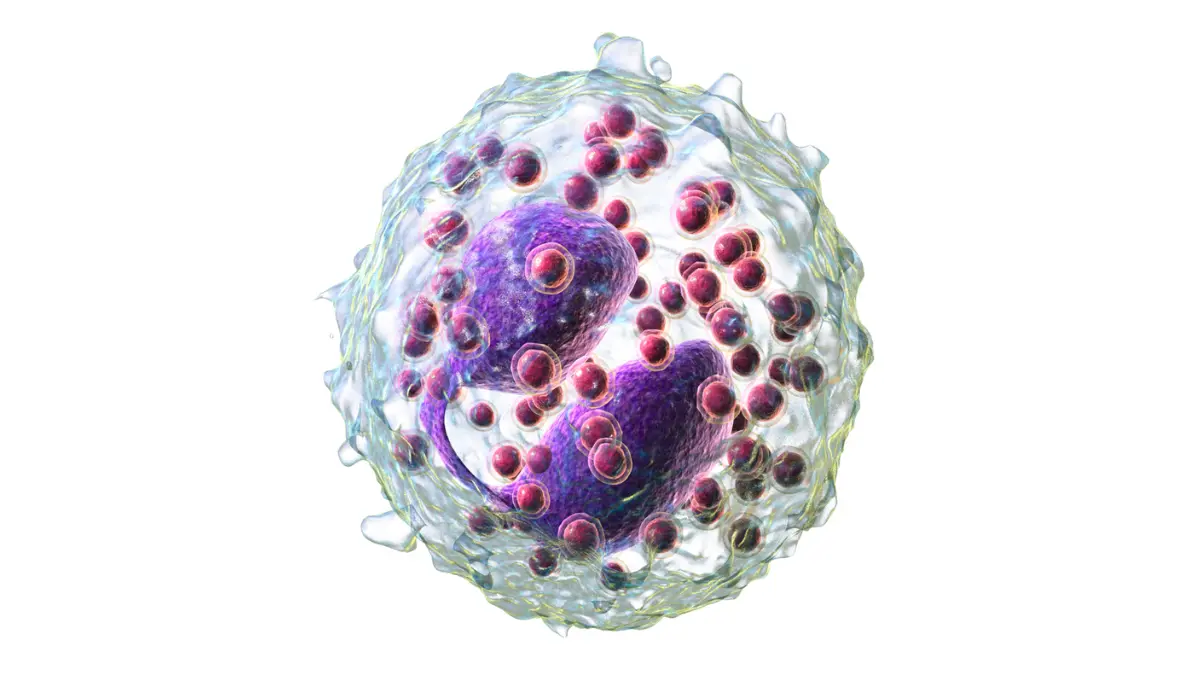 Anatomy render of an eosinophil leukocyte with granules involved in allergy-induced High White Blood Cell Count.