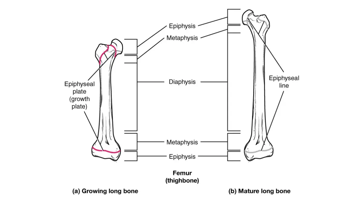 A textbook vector diagram of the epiphyseal plate growth zone, illustrating the structural location where active osteoblast activity alters a pediatric CMP normal range.