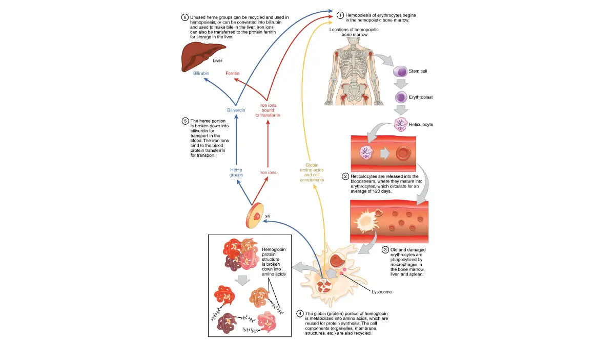 Vector diagram showing red blood cell production in bone marrow used to monitor CBC normal ranges in pregnancy.