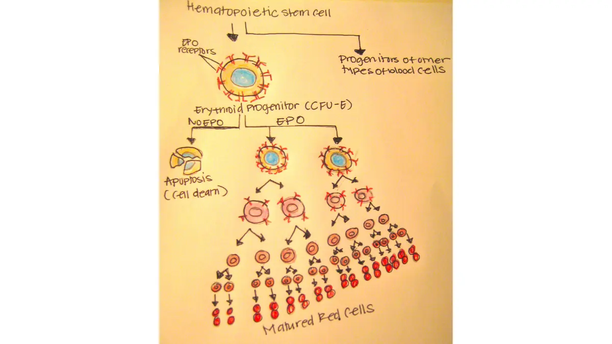Physiological chart tracking hormone triggers regulating cell volume concentrations relevant to Hematocrit vs Hemoglobin tracking.
