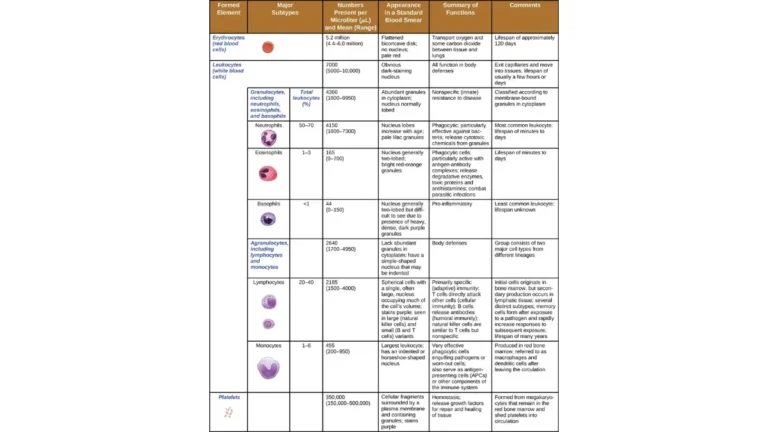 A medical vector diagram illustrating the formed elements of human blood, highlighting various leukocytes to help patients understand a low white blood cell count diagnosis.