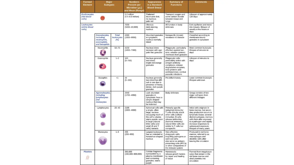 A medical vector diagram illustrating the formed elements of human blood, highlighting various leukocytes to help patients understand a low white blood cell count diagnosis.