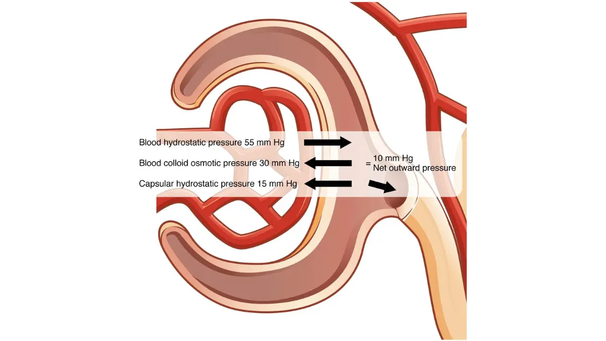 A cross-sectional medical illustration displaying glomerular filtration pressures within the kidney nephron during waste clearance of a prescription medication.