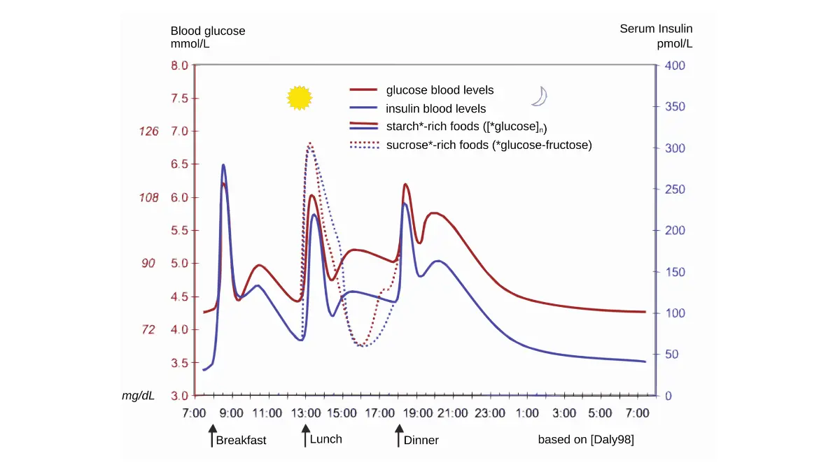 Line chart vector of a 24-hour glucose and insulin metabolic cycle affecting the fasting CMP Normal Range.