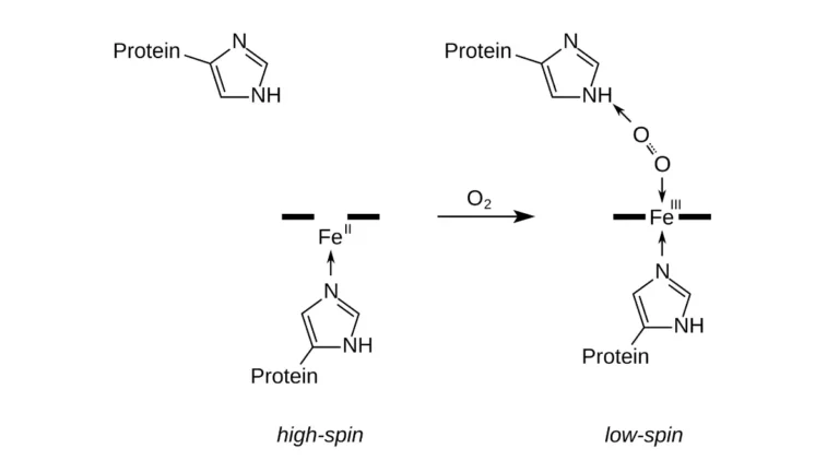 Vector schematic highlighting chemical differences in oxygen binding for a Hematocrit vs Hemoglobin diagnostic review.