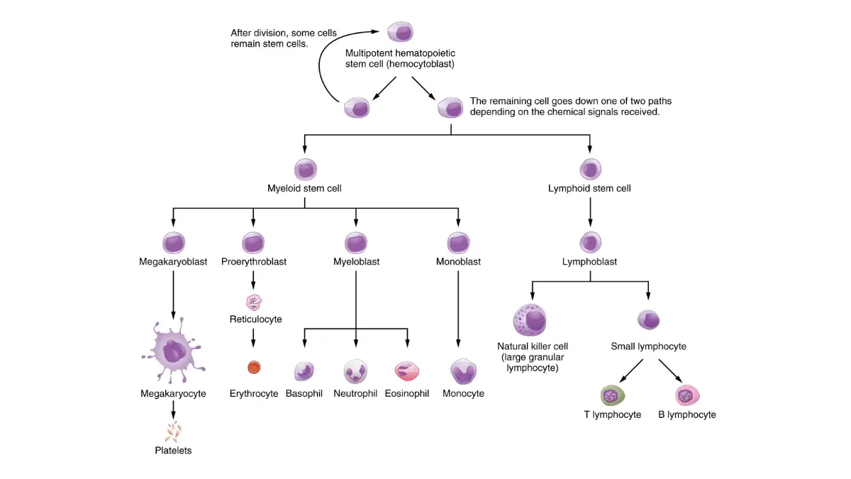 Anatomy chart tracking how bone marrow production leads to a High White Blood Cell Count during immune activation.