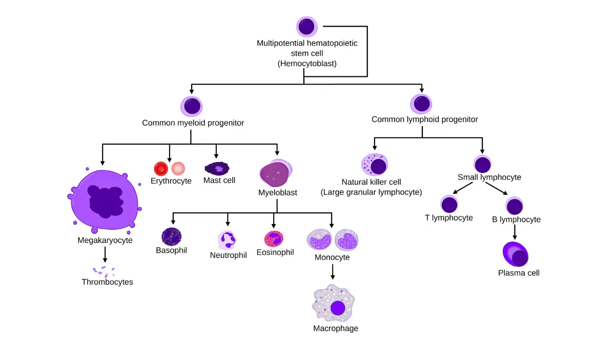 A scientific lineage flowchart showing how stem cells differentiate into mature blood elements, illustrating structural failures that result in a low white blood cell count.