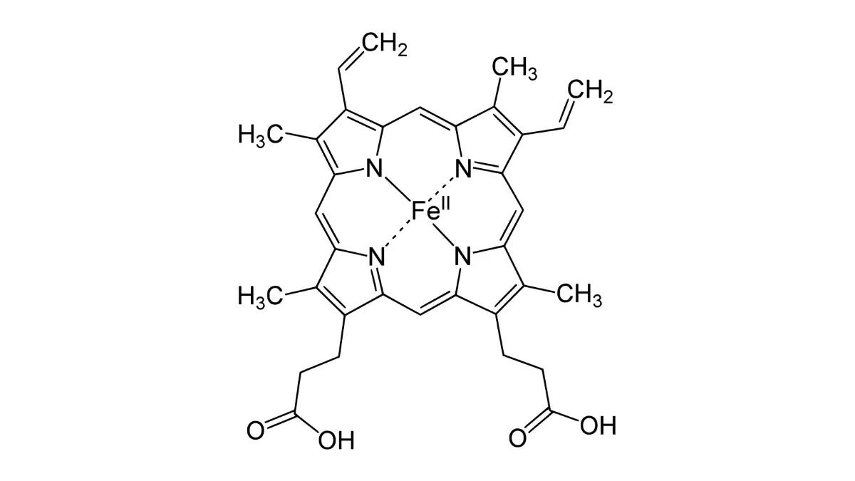 Chemical vector model of a Heme B complex with a central iron atom, explaining the root cause behind low MCH vs MCHC indices.