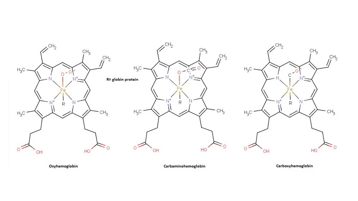 Vector diagram showing the structural conformational changes of hemoglobin in different gas-binding states to clarify MCH vs MCHC differences.