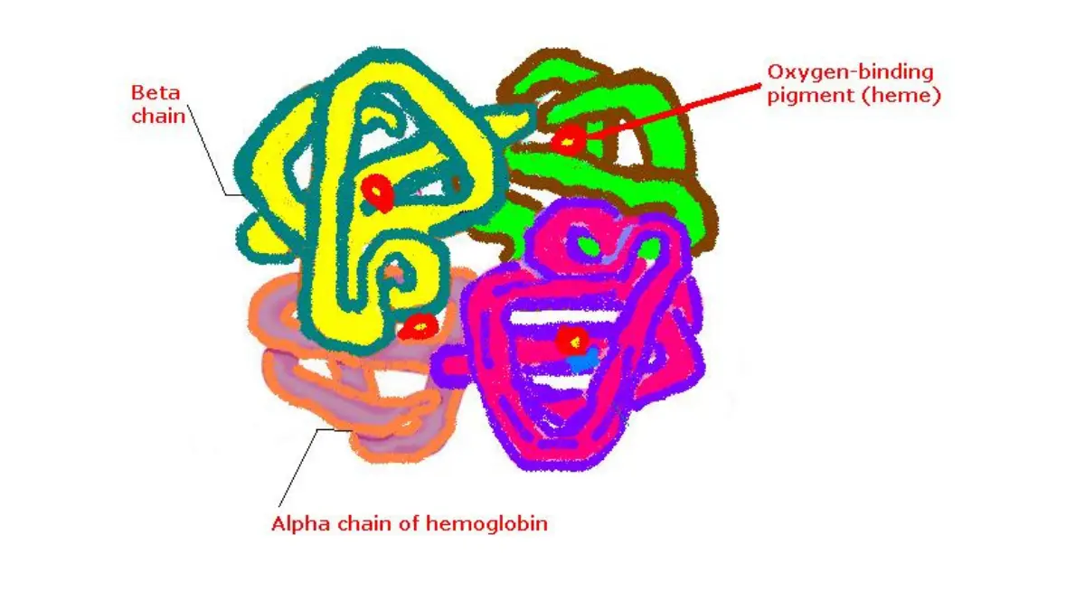 Molecular structural model of a hemoglobin tetramer showing alpha and beta chains, a key component in understanding MCH vs MCHC.