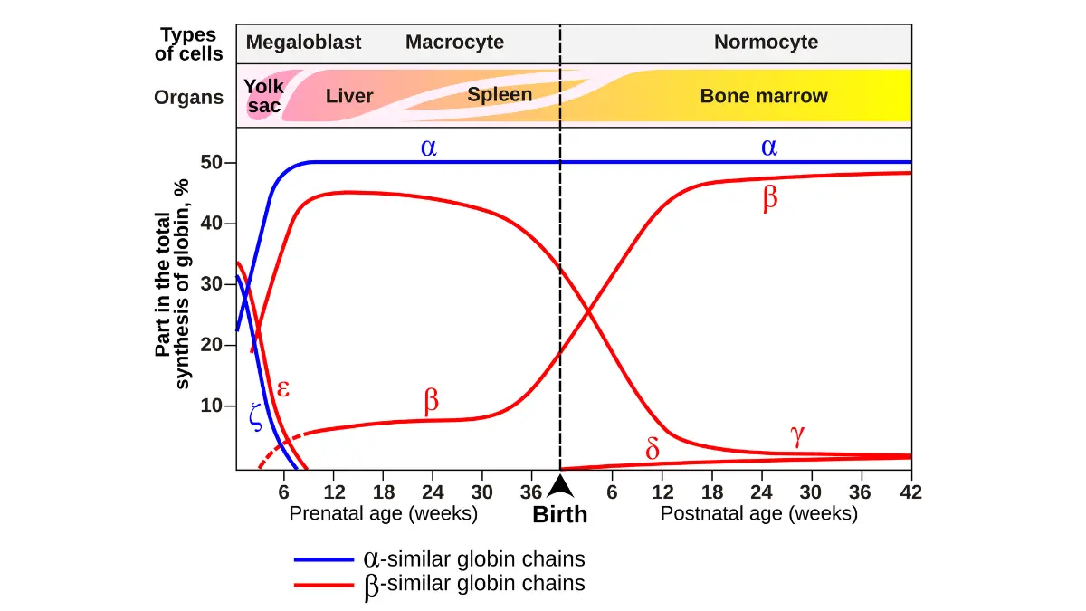 Timeline chart mapping postnatal hemoglobin gene expression changes used by doctors when evaluating chronic shifts in MCH vs MCHC.