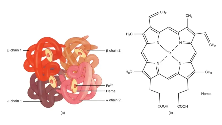 Medical vector diagram of a hemoglobin molecule consisting of four globin chains to track changing Normal CBC Values.
