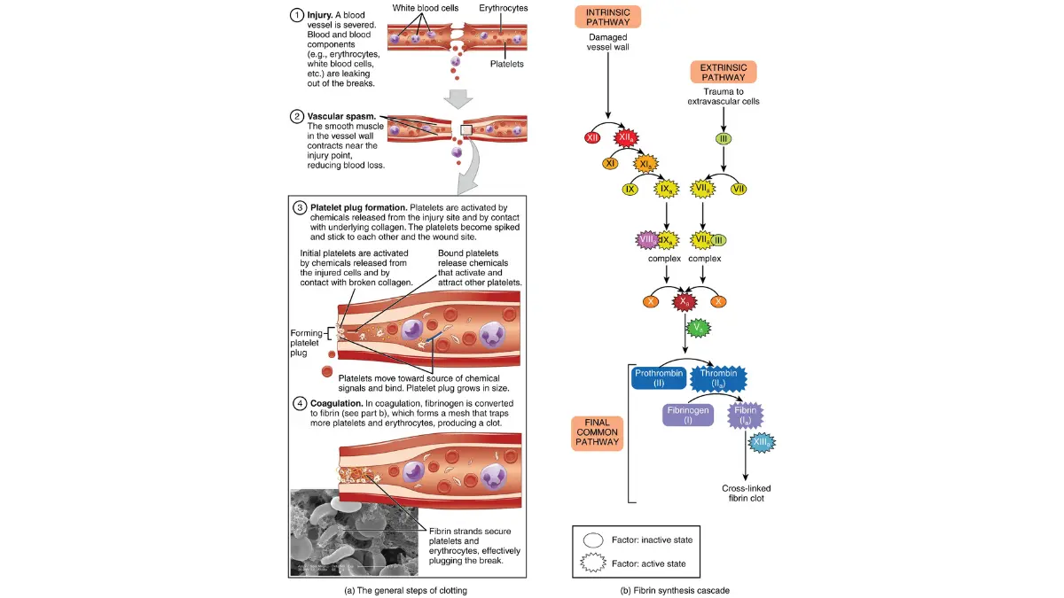 Three-step vector flow chart mapping vascular spasm, platelet plug formation, and coagulation mesh to evaluate a patient with a low platelet count.