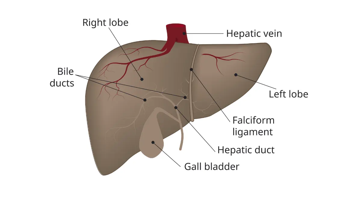 Clean geometric anatomical diagram of the human liver and gallbladder system, where key proteins are synthesized to maintain a stable CMP normal range.