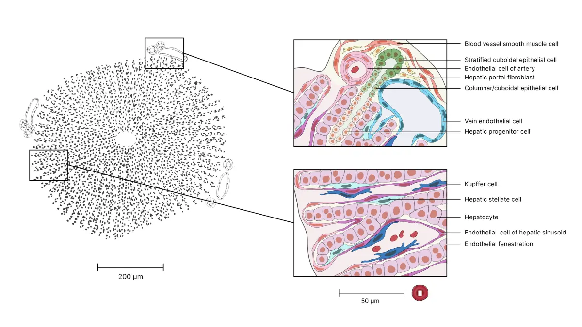 Vector graphic of a liver lobule detailing hepatocytes relevant to liver enzymes on a CMP Normal Range test.