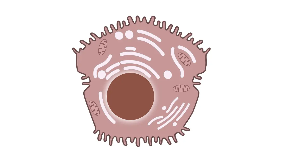 Detailed vector illustration of a liver cell structure to show why liver enzyme variations alter how a CMP detect cancer.