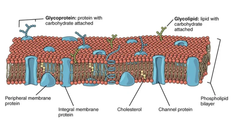 Cellular diagram illustrating how damaged hepatocyte walls release enzymes into surrounding vessels, explaining what a high ALT mean at a metabolic level.